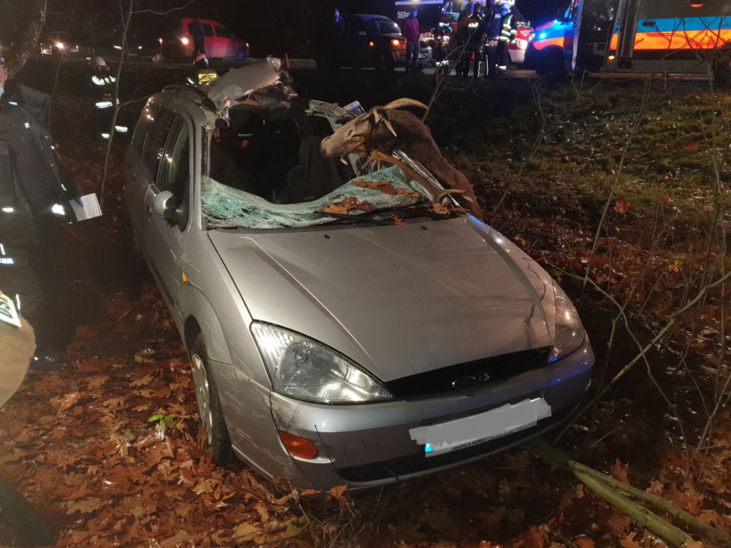 Niepołomice. WYPADEK na DK 75! Jedna osoba w szpitalu po zderzeniu z jeleniem