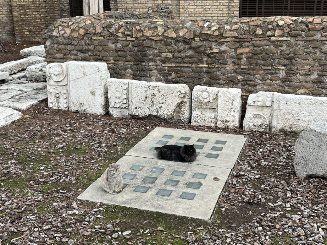 Largo Argentina w Rzymie. Koty zamieszkały w starożytnych ruinach - zobacz zdjęcia