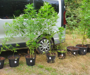 Plantacja konopi w wielkopolskim lesie