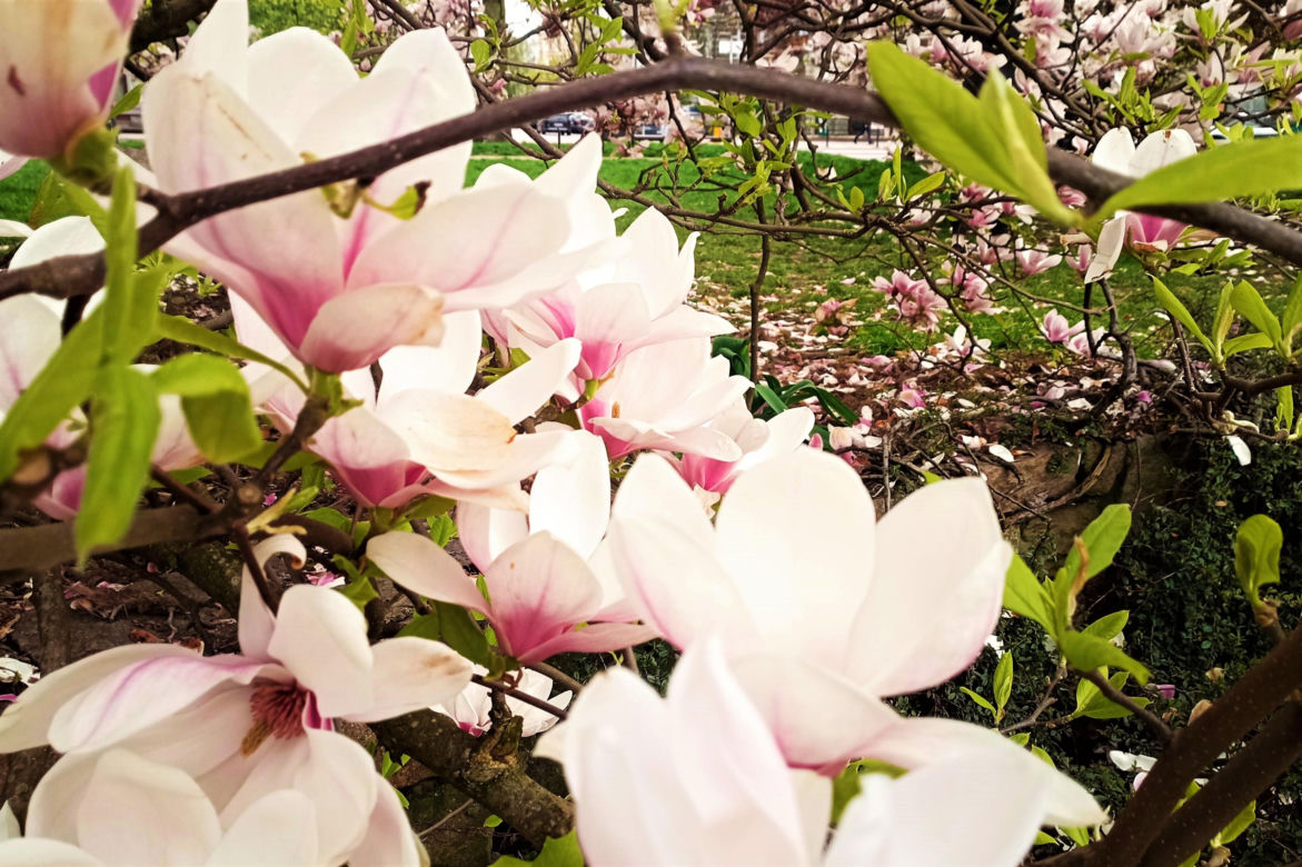 Magnolie w Szczecinie