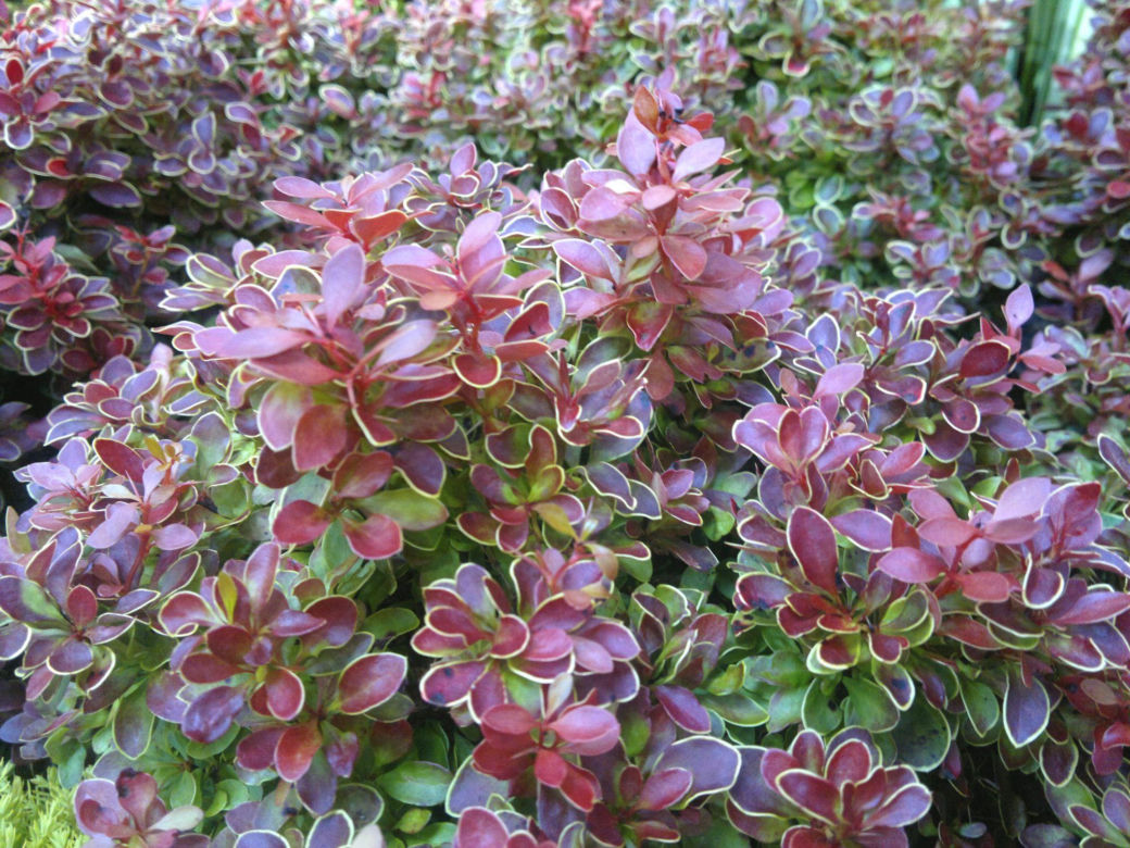 Berberys Thunberga ‘Admiration’