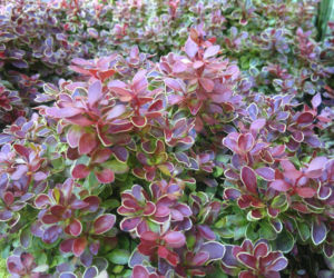 Berberys Thunberga ‘Admiration’