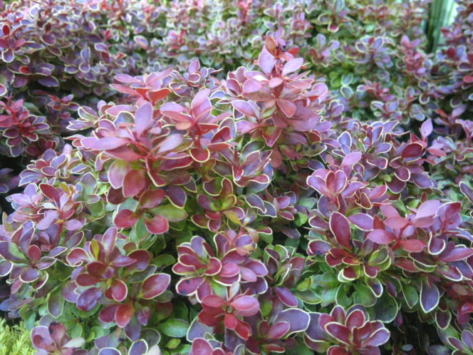 Berberys Thunberga ‘Admiration’