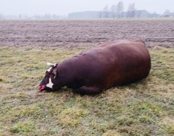 Krowa Diablica zobaczyła ogień i padła na zawał. Jarosław nie może się pozbierać. "Miałem ochotę płakać"