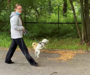 Bestialsko znęcała się nad psami. Po kopnięciu, zwierze wydał głośny pisk