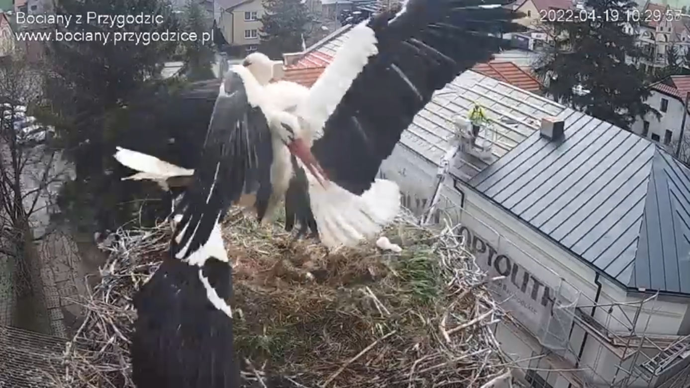 Wojna w bocianim gnieździe! Intruzi zniszczyli jedno jajo