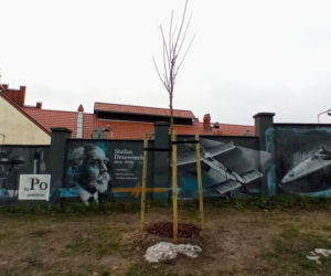 Drzewa na ul. Chmielewskiego