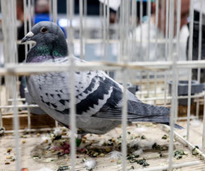 Katowice stolicą gołębiarstwa. Za nami 17. edycja EXPOGołębie. To największa tego typu impreza w Europie