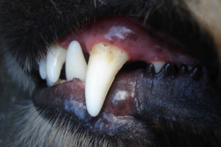 Biała Podlaska: Agresywny amstaff grasował po ulicach miasta. Pies uciekł właścicielowi