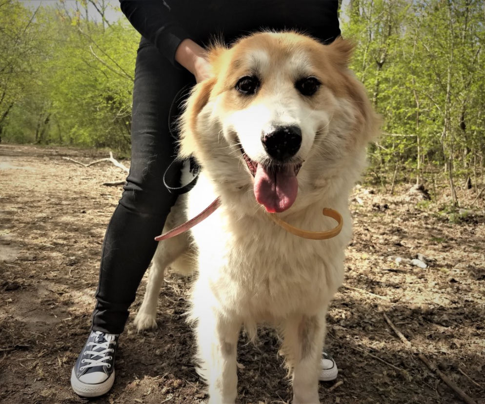 Leeloo - pies do adopcji