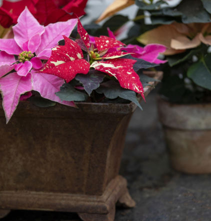 Mini gwiazdy betlejemskie