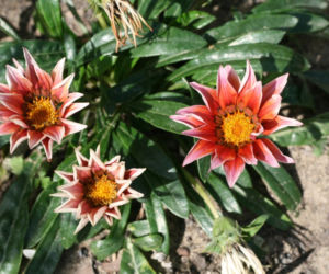 Gazania lśniąca