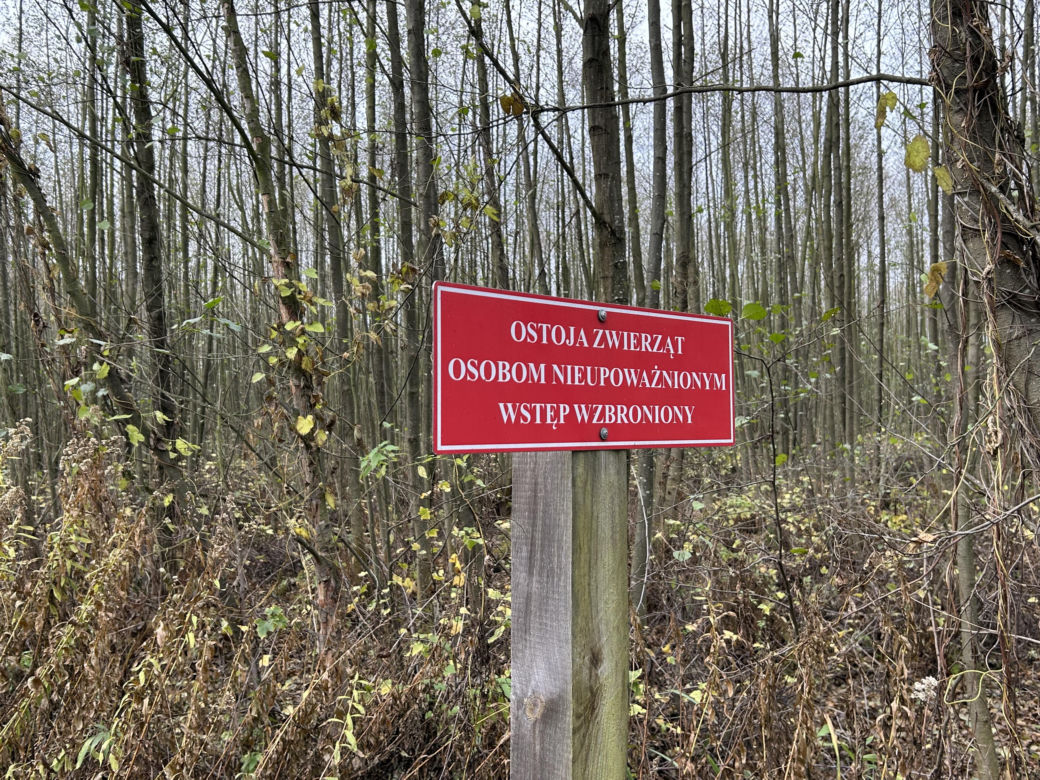 Mokradła niedaleko Grąblina