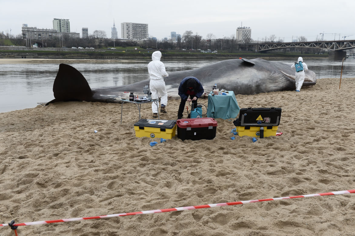 Wieloryb pod mostem Poniatowskiego w Warszawie