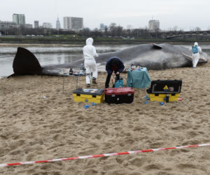 Wieloryb pod mostem Poniatowskiego w Warszawie