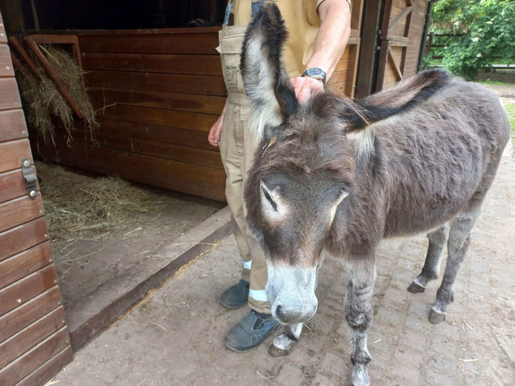 Mini ZOO w Lesznie ma nowych mieszkańców. To owce, konie i osioł