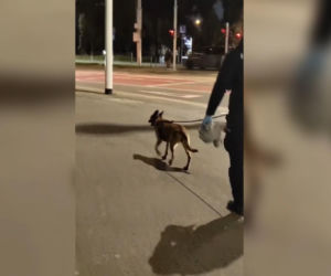 Horror na ulicach Wrocławia! Zaatakował skuterzystę, ukradł Opla i uderzył kobietę w twarz