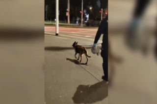 Horror na ulicach Wrocławia! Zaatakował skuterzystę, ukradł Opla i uderzył kobietę w twarz