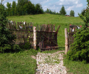 Żywopłot z wierzby - zakładanie krok po kroku