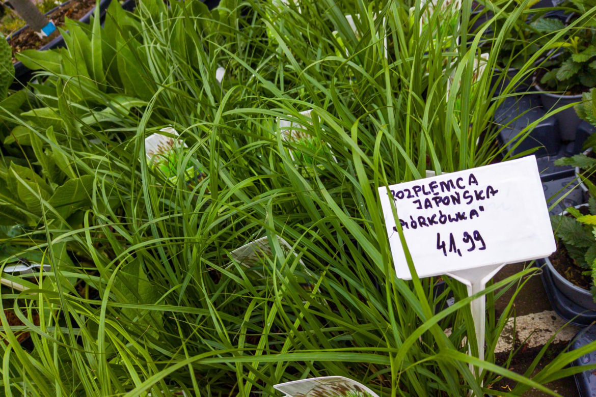 Rozplenica japońska „piórkówka” – 41,99 zł/szt.