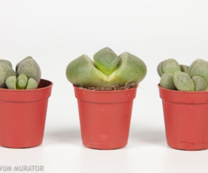 Lithops