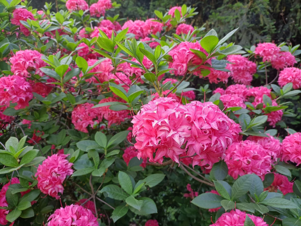 Arboretum Kórnickie - raj dla miłośników pięknych roślin