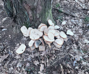 Resztki jedzenia wyrzucane w lesie to poważne zagrożenie dla zwierząt