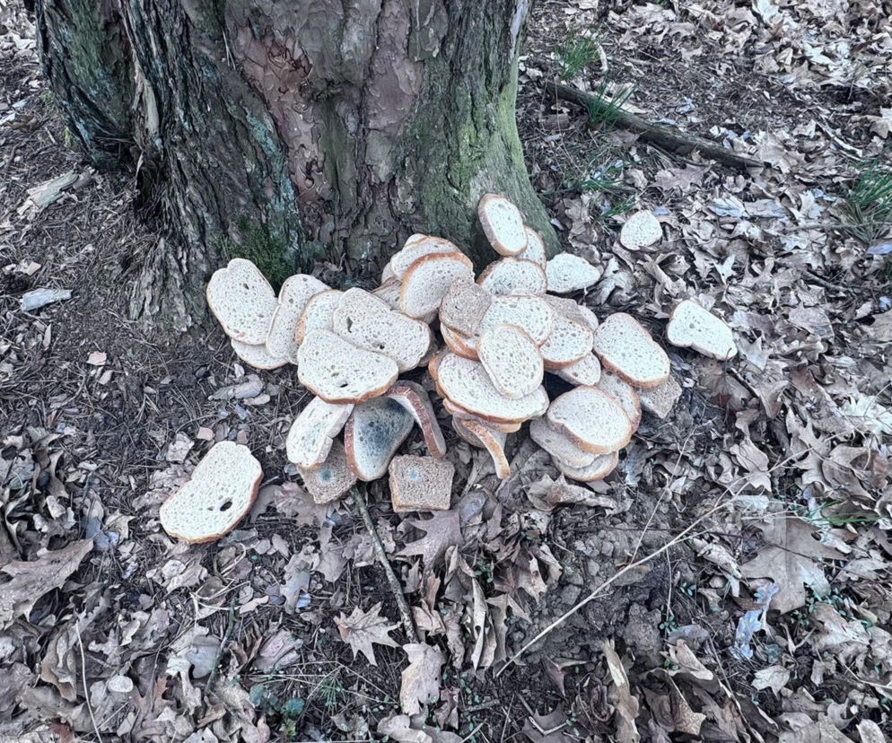 Resztki jedzenia w lesie