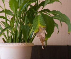 Twoje rośliny doniczkowe mają suche końcówki? Oto przyczyny!