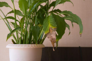 Twoje rośliny doniczkowe mają suche końcówki? Oto przyczyny!