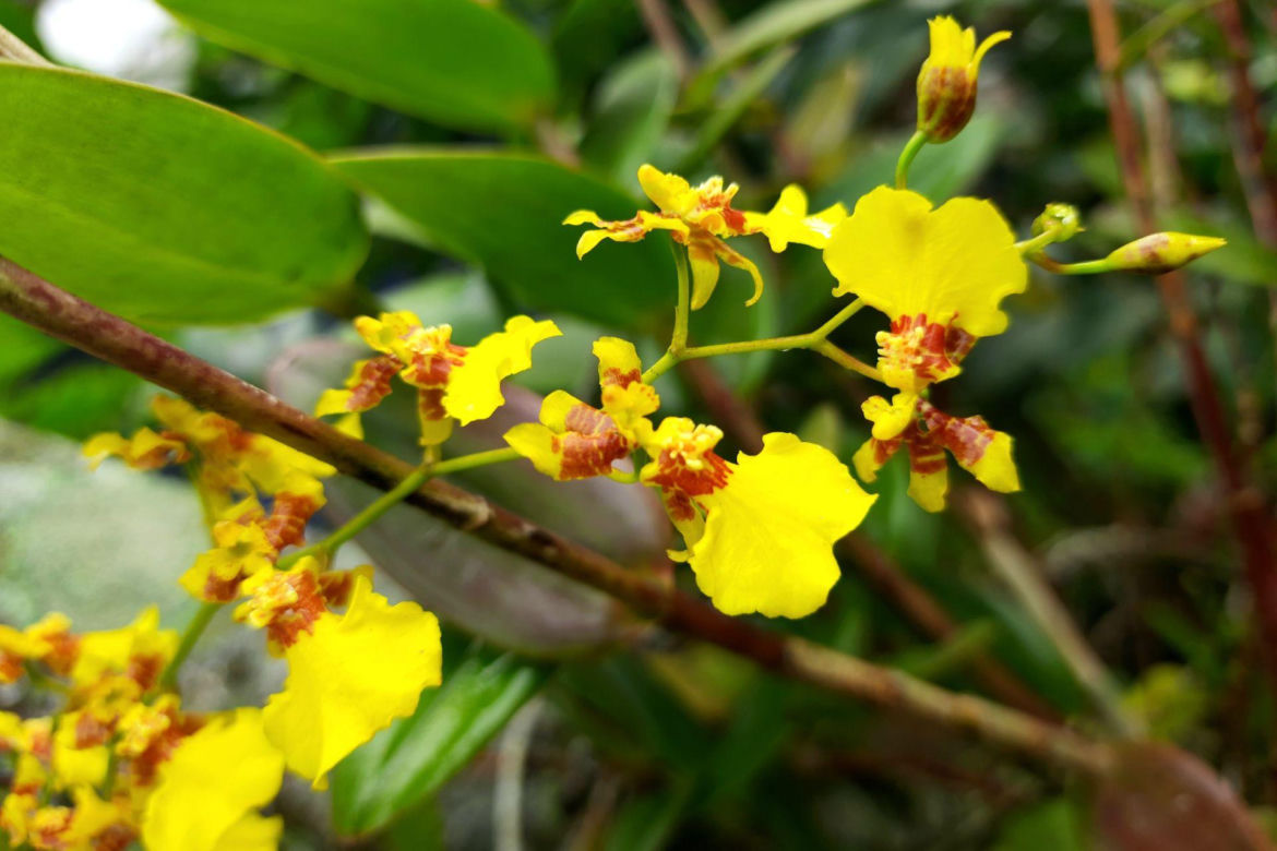 Oncidium