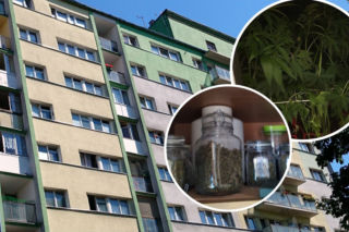 Ogrodnik z Bałut zatrzymany. Tak wyglądał wynajmowany przez 25-latka pokój! [ZDJĘCIA]
