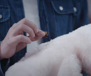 Dziedzictwo, odcinek 884: Ferit odkrywa podsłuch w zabawce Dogi. Ayse nie może mu zaufać, a córka cierpi