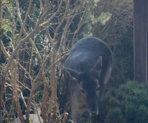 Szokujące nagranie z ogrodu Ewy Gawryluk! Takich gości się nie spodziewała