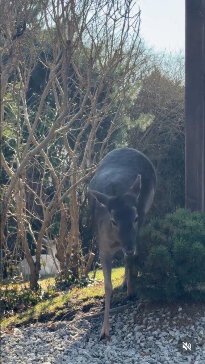 Szokujące nagranie z ogrodu Ewy Gawryluk! Takich gości się nie spodziewała