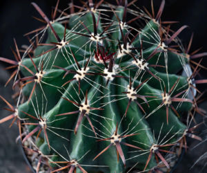 Ferocactus latispinus
