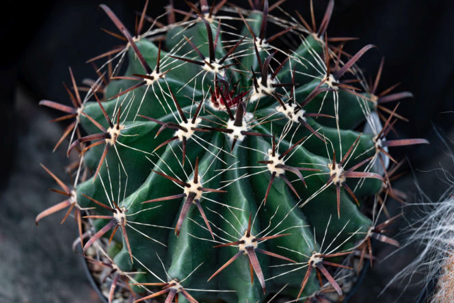 Ferocactus latispinus