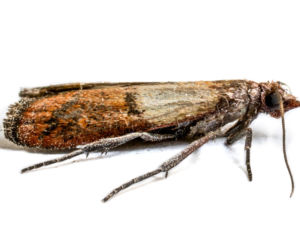 Mól ubraniowy – Tineola Bisselliella