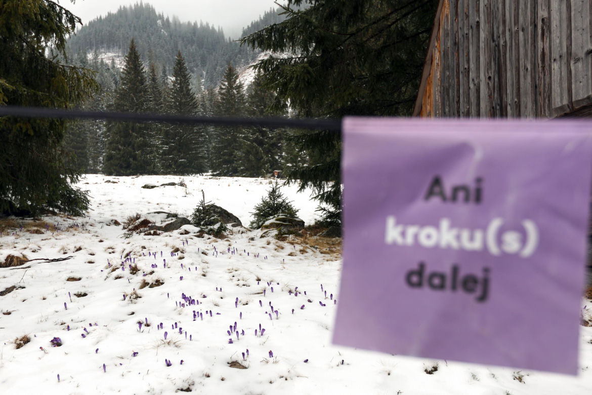 Krokusy w Tatrach pod śniegiem