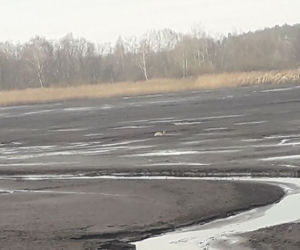 Lipno: Sarna była o krok od ŚMIERCI w mule! Uratowali ją strażacy
