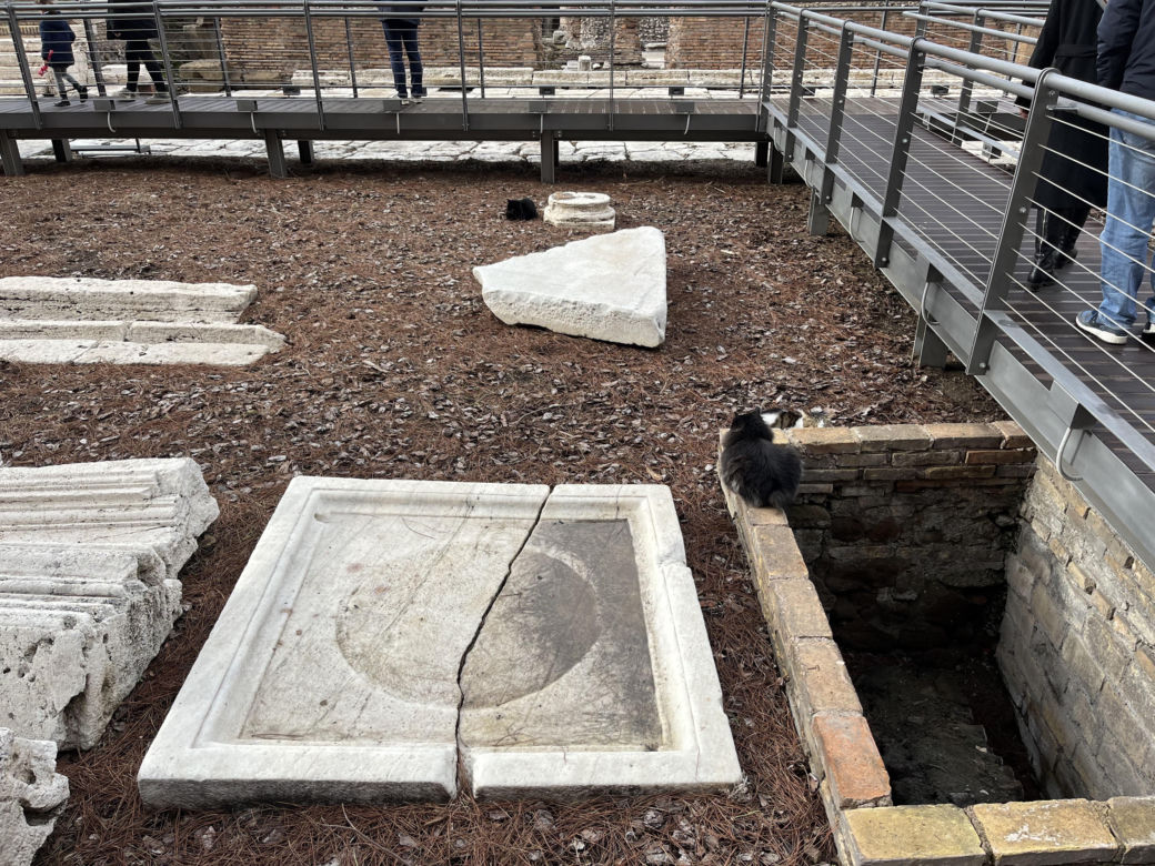 Largo Argentina w Rzymie. Koty zamieszkały w starożytnych ruinach - zobacz zdjęcia