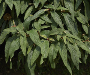 Kalina sztywnolistna