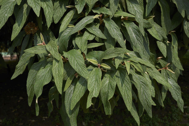 Kalina sztywnolistna