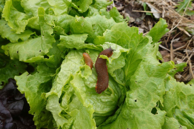 Ślimak żerujący na sałacie