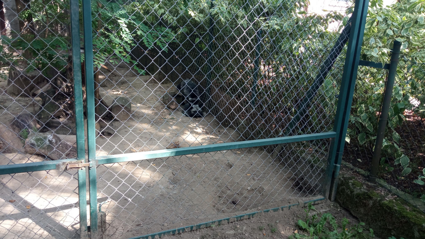 Stare ZOO w Poznaniu. Idealne miejsce na rodzinne spacery w sercu miasta 