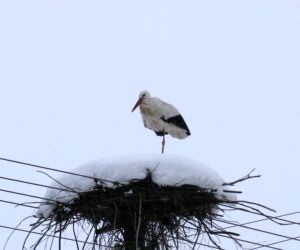 Bocian spędza zimę w Topolanach na Podlasiu