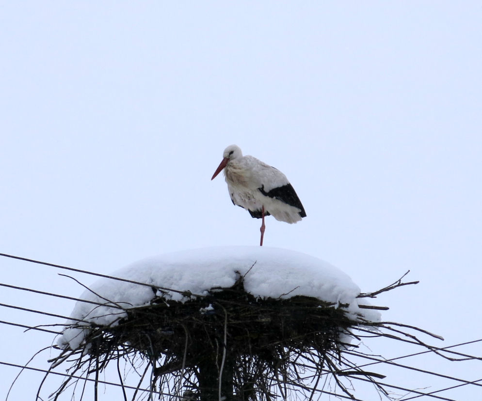 Bocian spędza zimę w Topolanach na Podlasiu