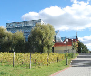 Winne Wzgórze