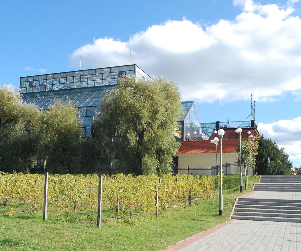 Winne Wzgórze