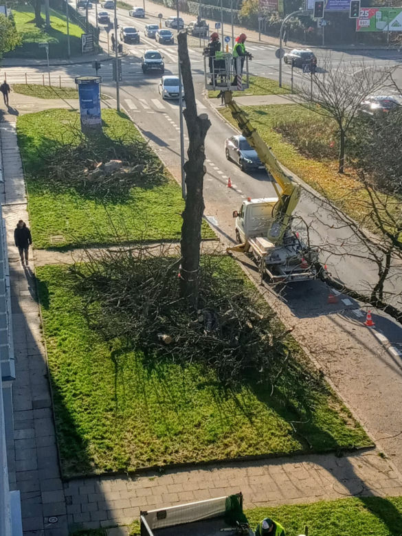 Okazałe drzewa na Turzynie poszły pod topór